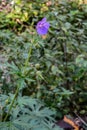 Meadow geranium in the forestGerÃÂ¡nium pratÃÂ©nse Royalty Free Stock Photo