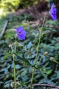 Meadow geranium in the forestGerÃÂ¡nium pratÃÂ©nse Royalty Free Stock Photo