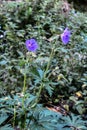 Meadow geranium in the forestGerÃÂ¡nium pratÃÂ©nse Royalty Free Stock Photo