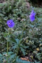 Meadow geranium in the forestGerÃÂ¡nium pratÃÂ©nse Royalty Free Stock Photo