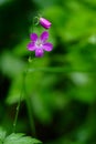 Meadow geranium (Geranium pratense)