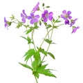 Meadow geranium (Geranium pratense) flower