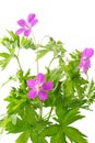 Meadow geranium (Geranium sylvaticum)