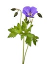 Meadow geranium