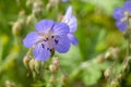 Meadow geranium