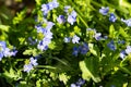 Meadow geranium, wild purple flowers. Royalty Free Stock Photo