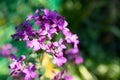 Meadow geranium, wild purple flowers. Royalty Free Stock Photo