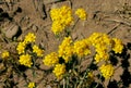 Golden Yarrow, Yellow Yarrow flowers Royalty Free Stock Photo