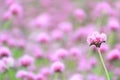 Meadow of Gomphrena pulchella, Pink Fireworks Gomphrena Flowers in Bloom Royalty Free Stock Photo