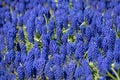 Meadow of grape hyacinth blooms in Keukenhof garden, Lisse, Netherlands Holland nature, cultivation Royalty Free Stock Photo