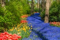 Meadow of grape hyacinth and spring blooms in Keukenhof garden, Lisse, Netherlands Holland nature, cultivation Royalty Free Stock Photo