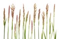 Meadow Grass