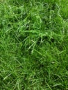 Meadow grass