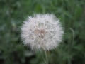 Meadow grass, big dandelion in green grass, close up, beautiful summer landscape Royalty Free Stock Photo