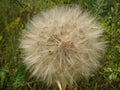 Meadow grass, big dandelion in green grass, close up, beautiful summer landscape Royalty Free Stock Photo