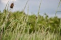 Meadow grass. Blowing wind bend blades of grass in field Royalty Free Stock Photo