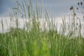 Meadow grass. Blowing wind bend blades of grass in field Royalty Free Stock Photo