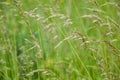 Meadow grass. Blowing wind bend blades of grass in field Royalty Free Stock Photo