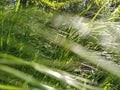 Meadow grass. Blowing wind bend blades of grass in field. Soft focus Royalty Free Stock Photo