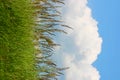 Meadow grass and a blue cloudy sky Royalty Free Stock Photo