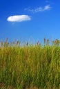 Meadow grass and a blue sky