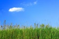 Meadow grass and a blue sky Royalty Free Stock Photo