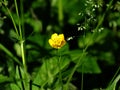 Meadow grass bluegrass and buttercups paigle on a blurred green background