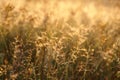 A meadow-grass (bluegrass) in warm morning light. Autumn background - golden grass in the field Royalty Free Stock Photo