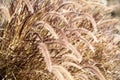 Meadow grass close up Royalty Free Stock Photo