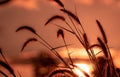 Meadow grass flower in the morning with golden sunrise sky. Silhouette grass flower on blur bokeh background of yellow and orange Royalty Free Stock Photo