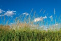 Meadow grass inflorescence against blue sky Royalty Free Stock Photo