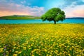 Meadow grass landscape and a single tree Izmir / Sakran / Aliaga / Turkey