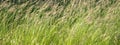 Meadow grass Poa pratensis or Kentucky bluegrass or blue grass Royalty Free Stock Photo