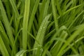 Meadow grass in raindrops, natural science.