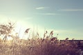 meadow grass and reet on a small creek with a wooden bridge on a bright and sunny winter day Royalty Free Stock Photo