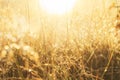 Meadow grass in sepia in sun glare. Sunny rays illuminate grass in meadow. Dry grass with