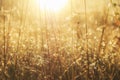 Meadow grass in sepia in sun glare. Sunny rays illuminate grass in meadow. Dry grass with