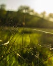 Meadow grass with spider web, ballooning spiders silk on plants, golden hour daytime, newborn spiders travelling way