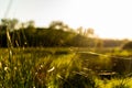 Meadow grass with spider web, ballooning spiders silk on plants, golden hour daytime, newborn spiders travelling way