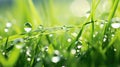 meadow grass spring background Royalty Free Stock Photo