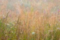 Meadow with grass and spyder net Royalty Free Stock Photo