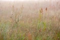 Meadow with grass and spyder net Royalty Free Stock Photo