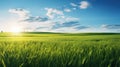 meadow grass sunlight horizon captivating