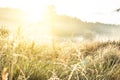 Meadow grass in the sunshine rays with drops dew Royalty Free Stock Photo