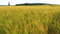 Meadow grass sway from side to side in gusts of fresh breeze, Bright greens playing under sun