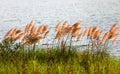 Meadow grass sways in the wind on a sunny summer day by a lake Royalty Free Stock Photo