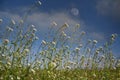 Meadow grasses in a clearing and a huge moon in the clouds. Royalty Free Stock Photo