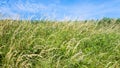 meadow grasses on field close up on Cap Gris-Nez Royalty Free Stock Photo