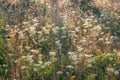 Meadow grasses in the rays of sunlight. Mixed grass Royalty Free Stock Photo
