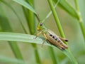 Meadow Grasshopper (Chorthippus parallelus)